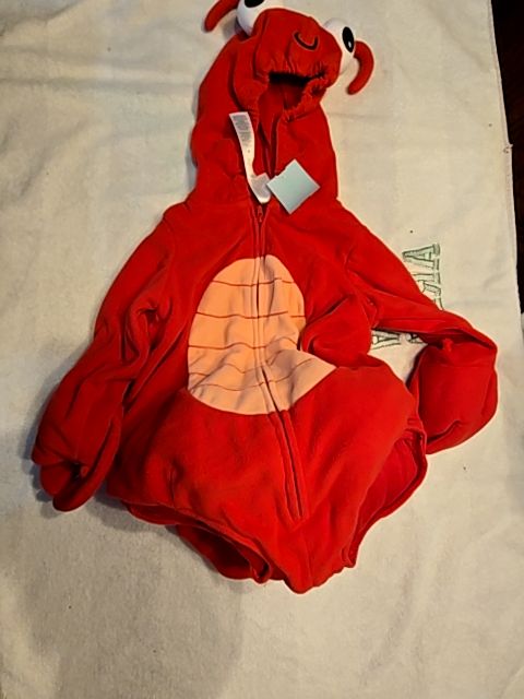 Red Carters Crab, 18M