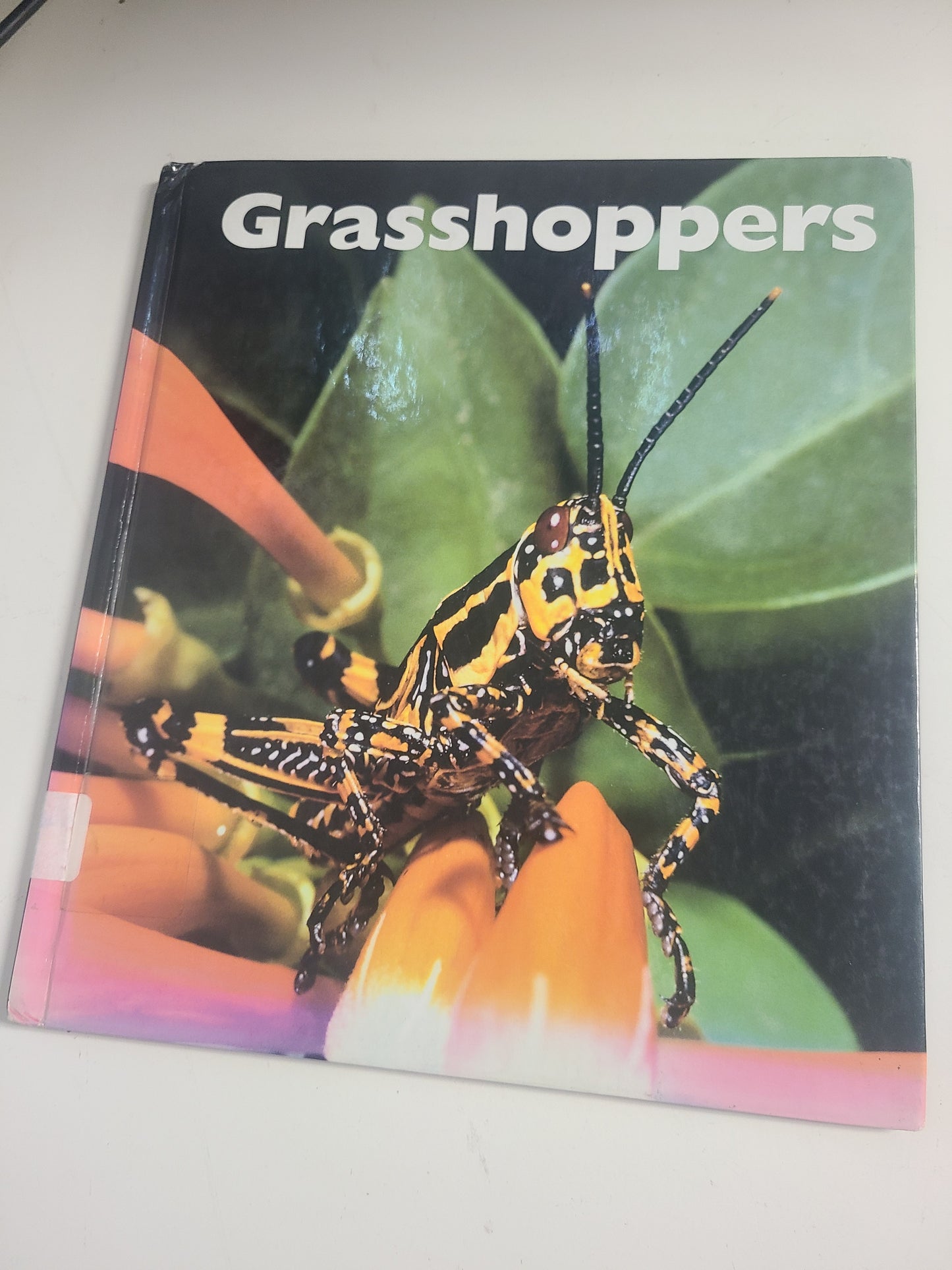 Grasshoppers