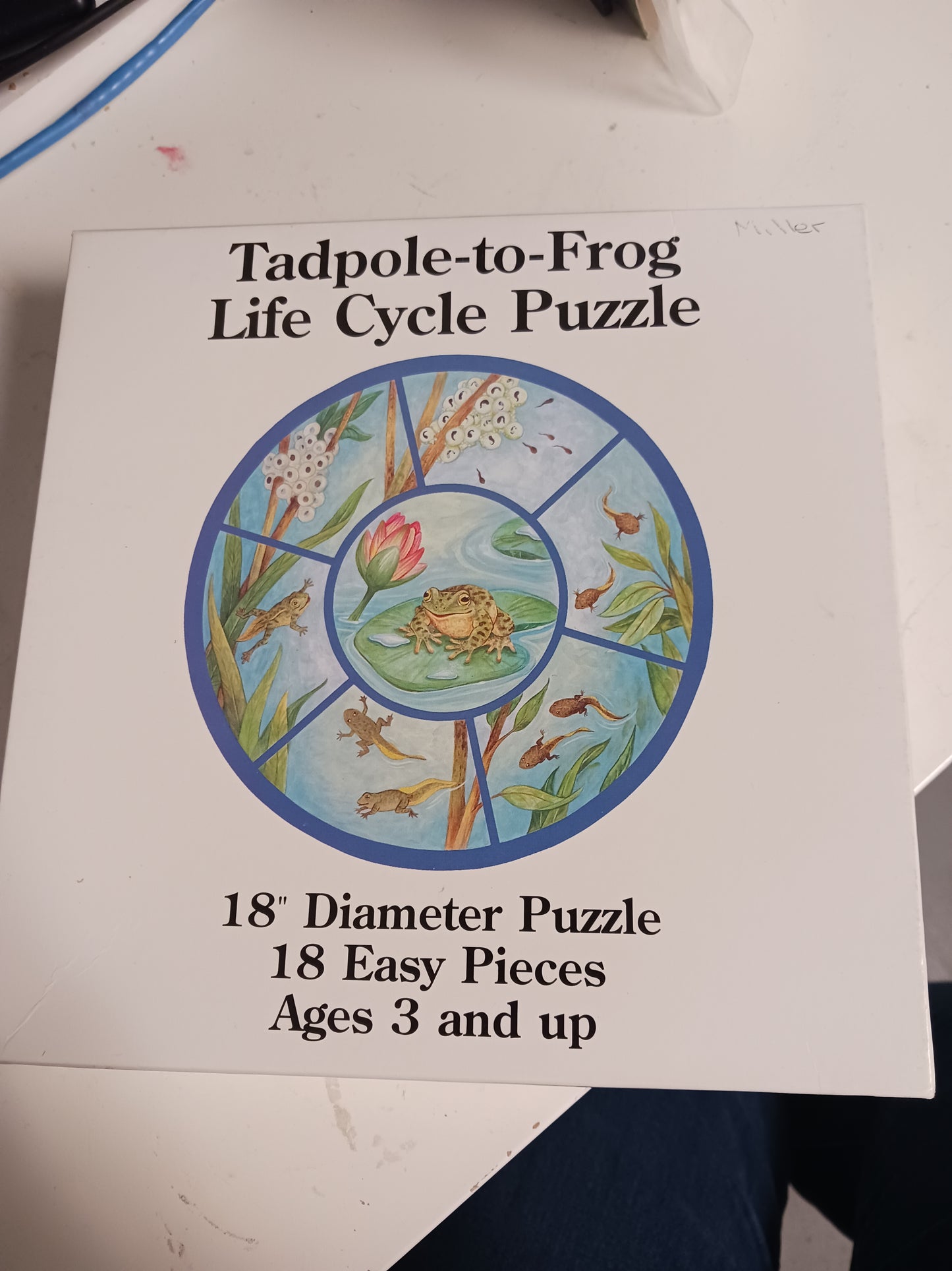 Tadpole-to-Frog Life Cycle Puzzle